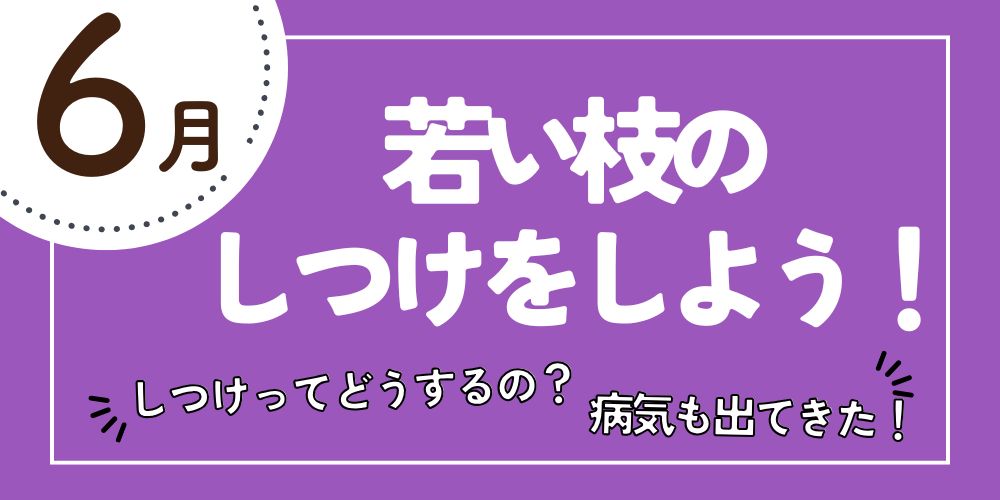バラのしつけ 6月のお手入れ｜バラと庭あそび京阪園芸公式ショップ 通販