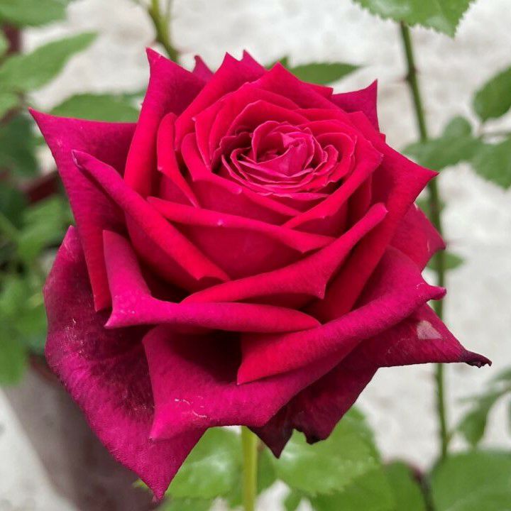 アーティスト]秋苗｜バラと庭あそび京阪園芸公式ショップ