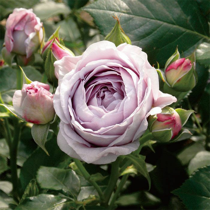 しのぶれど]春苗｜バラと庭あそび京阪園芸公式ショップ