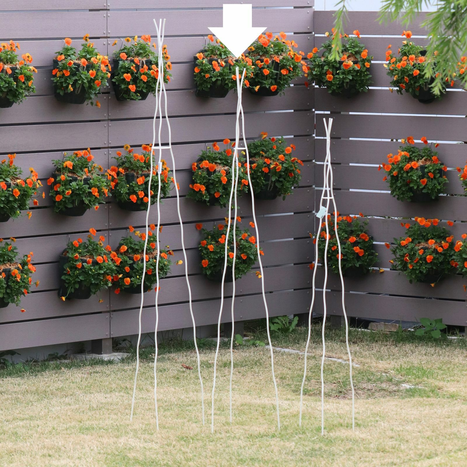 HGC雪の妖精ケイティ]クリスマスローズ苗(2510ch) | バラと庭あそび