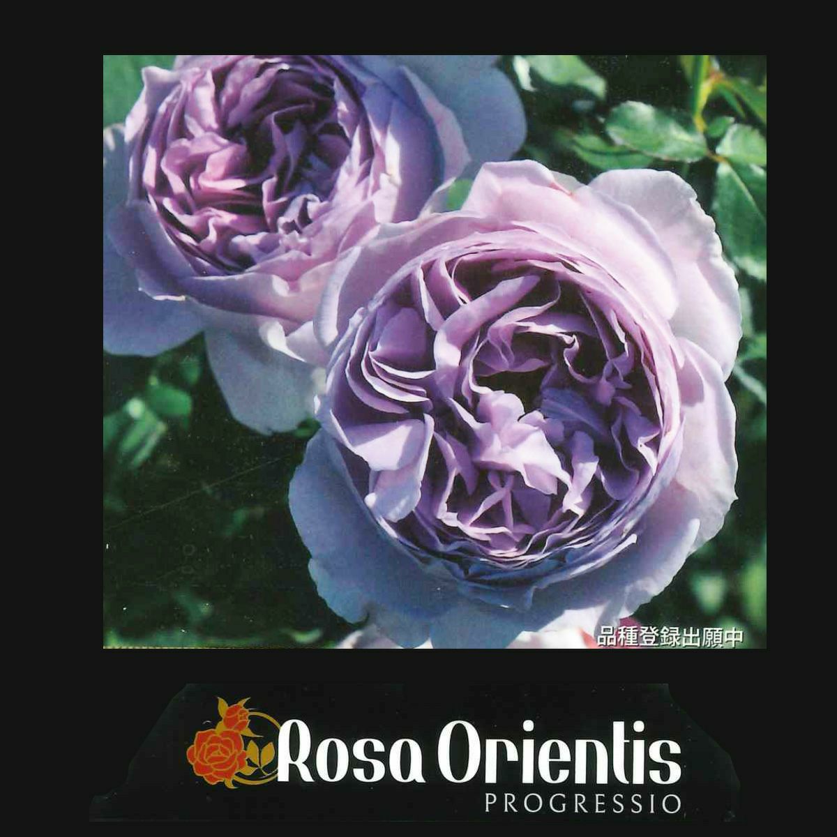 HGCピンクフロスト]クリスマスローズ苗(2510ch) | バラと庭あそび京阪