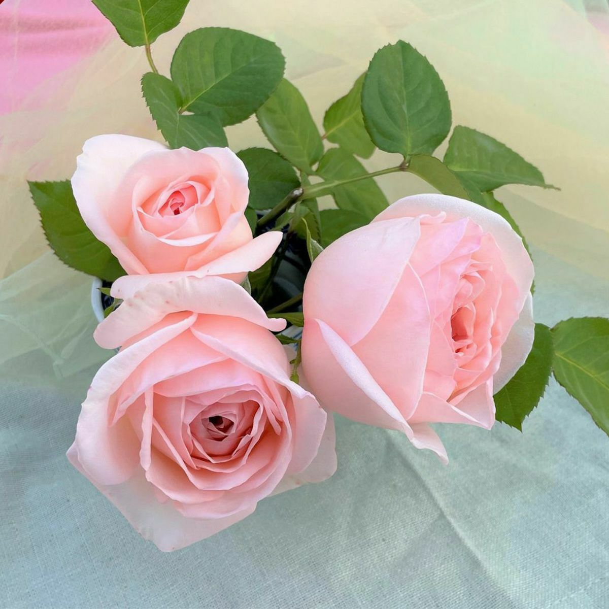 初心者の方におすすめのバラ苗｜バラと庭あそび京阪園芸公式オンライン