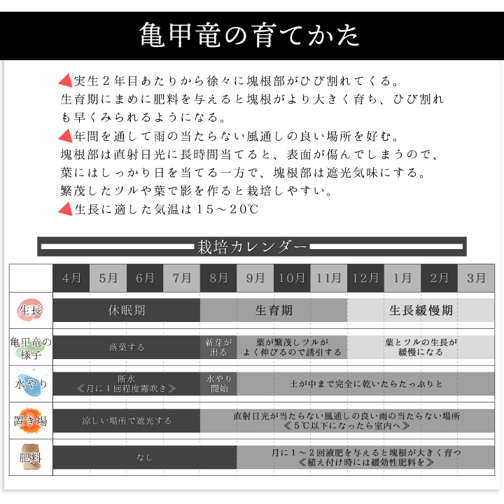 送料無料】亀甲竜 ディオスコレア・エレファンティペス 実生3年目 3号
