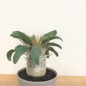 パキポディウム ナマクアナム 光堂/盆栽、多肉植物、塊根植物、観葉