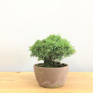 盆栽 八ツ房杜松/盆栽、多肉植物、塊根植物、観葉植物通販/KIDORI -キドリ-