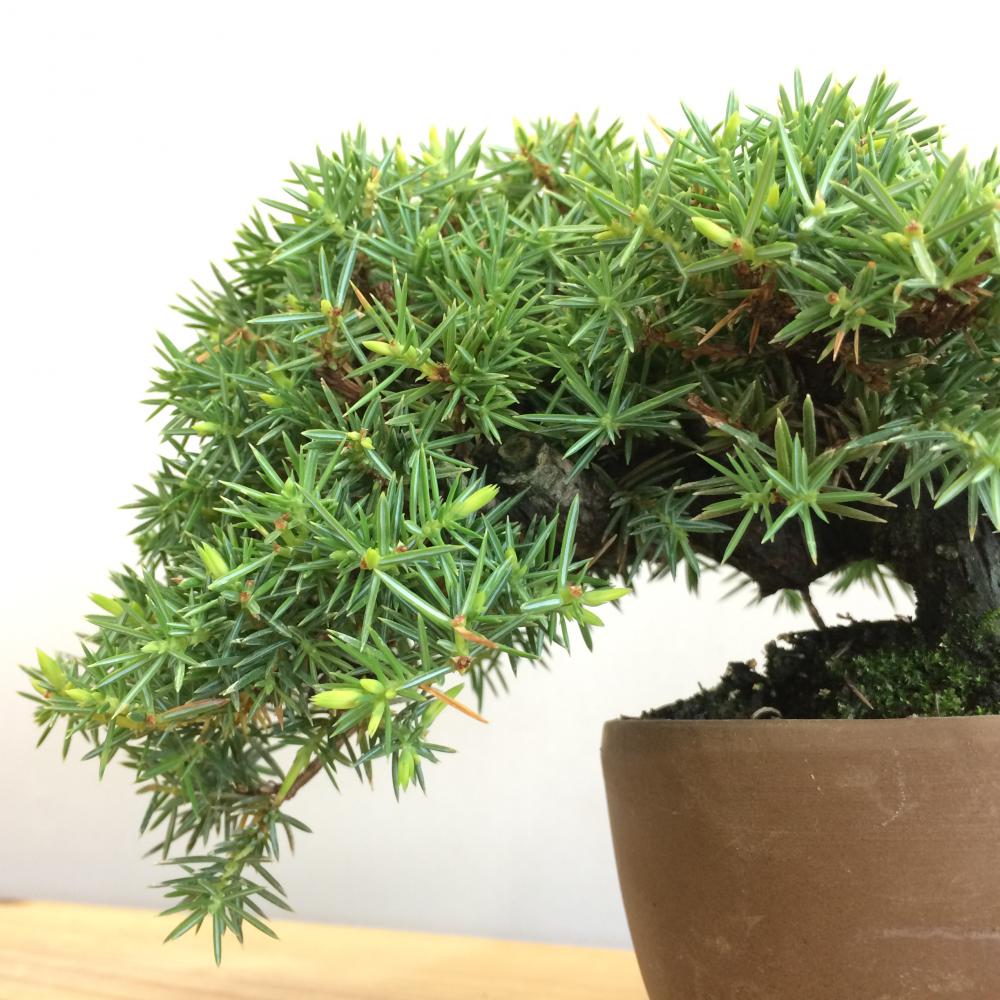 盆栽 八ツ房杜松/盆栽、多肉植物、塊根植物、観葉植物通販/KIDORI -キドリ-