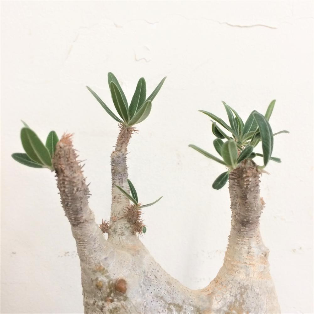 パキポディウム・グラキリス no.2/盆栽、多肉植物、塊根植物、観葉植物