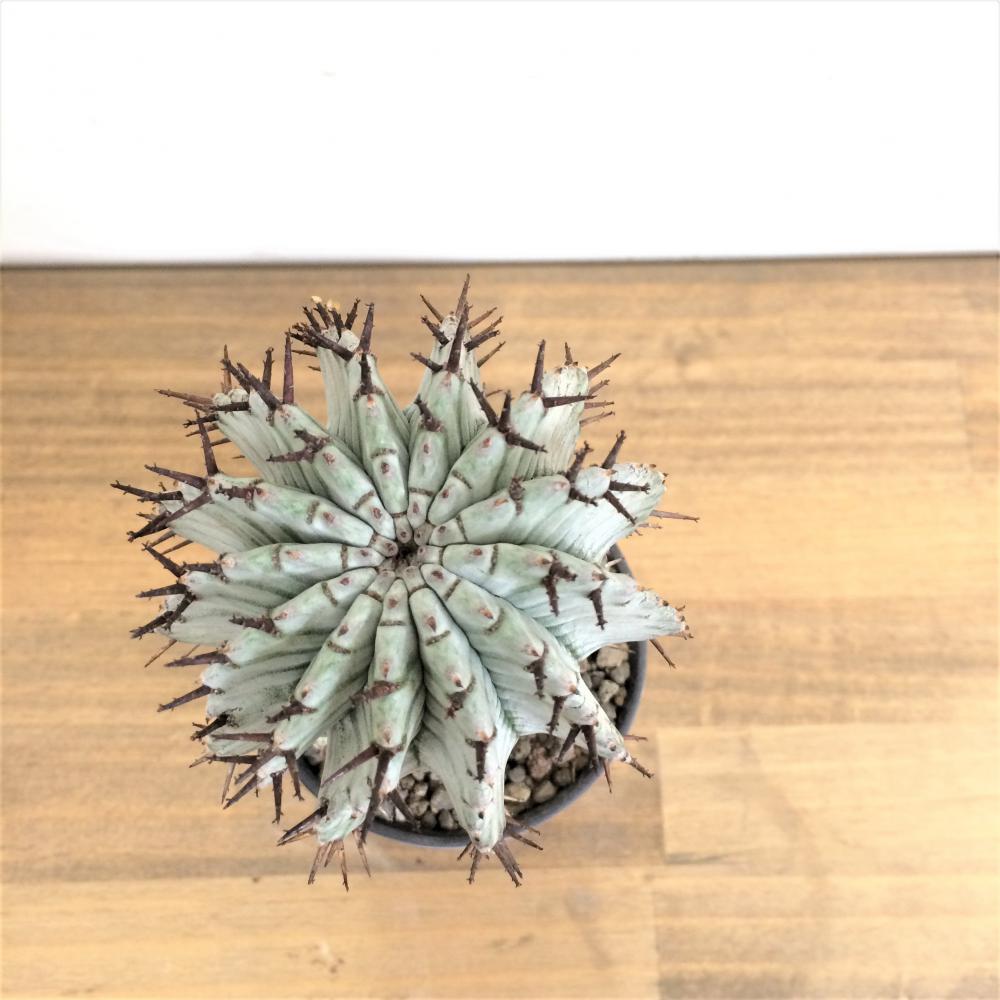 ユーフォルビア ホリダ 特選胴白アルバ/盆栽、多肉植物、塊根植物