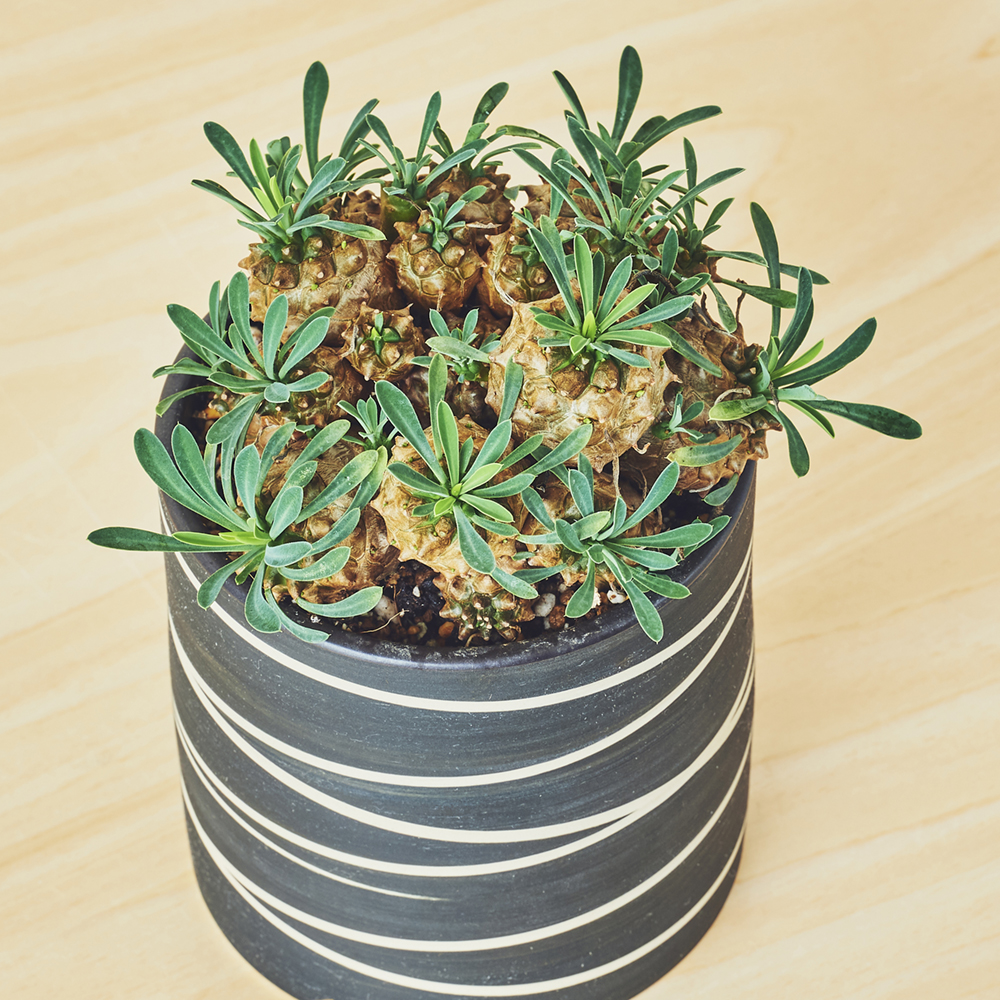 ユーフォルビア 峨眉山・ガビザン/盆栽、多肉植物、塊根植物、観葉植物