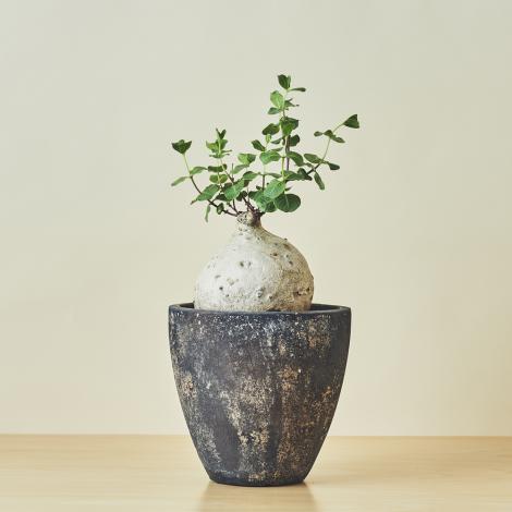 塊根植物・コーデックス/盆栽、多肉植物、塊根植物、観葉植物通販