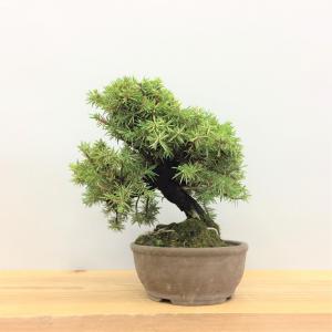 盆栽 八ツ房杜松/盆栽、多肉植物、塊根植物、観葉植物通販/KIDORI -キドリ-