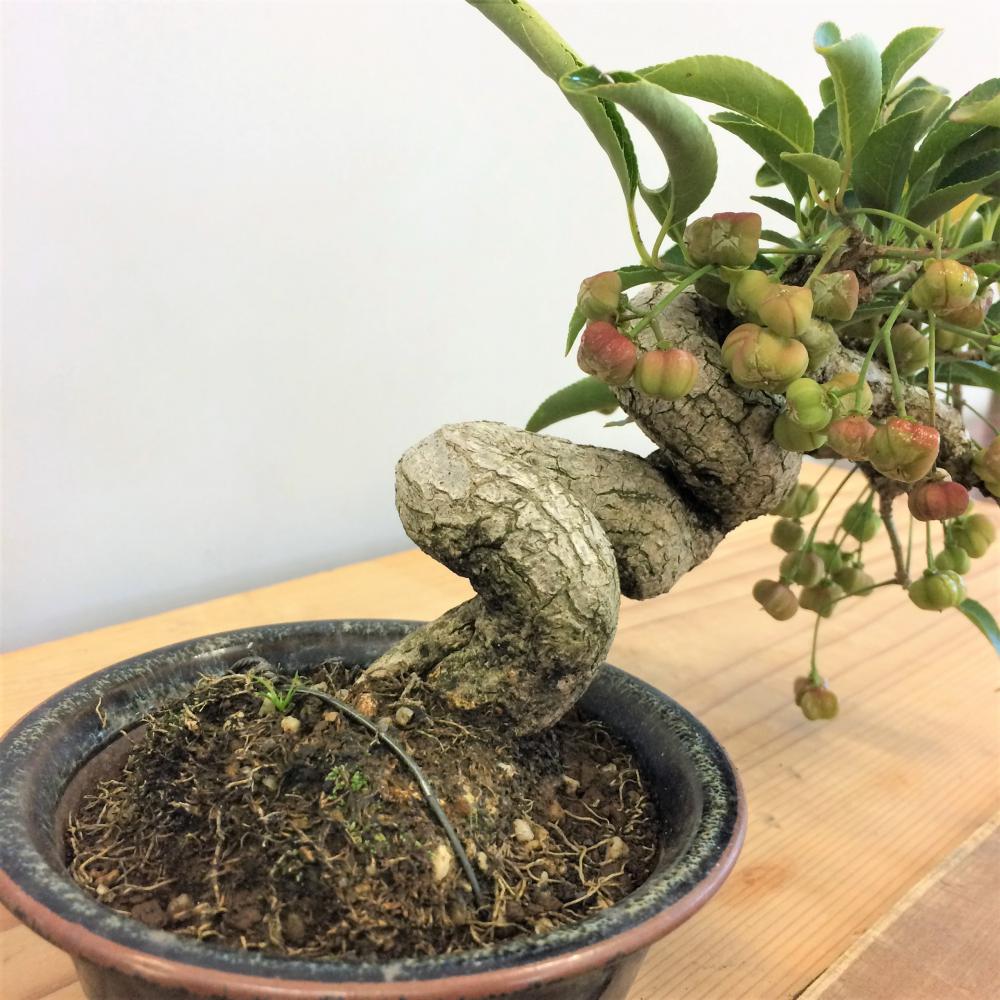 盆栽 真弓・マユミ/盆栽、多肉植物、塊根植物、観葉植物通販/KIDORI