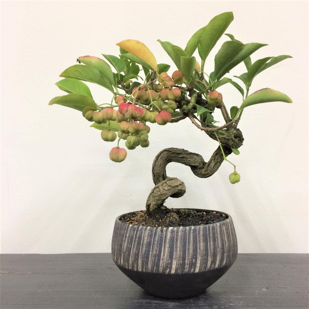 盆栽 真弓・マユミ/盆栽、多肉植物、塊根植物、観葉植物通販/KIDORI