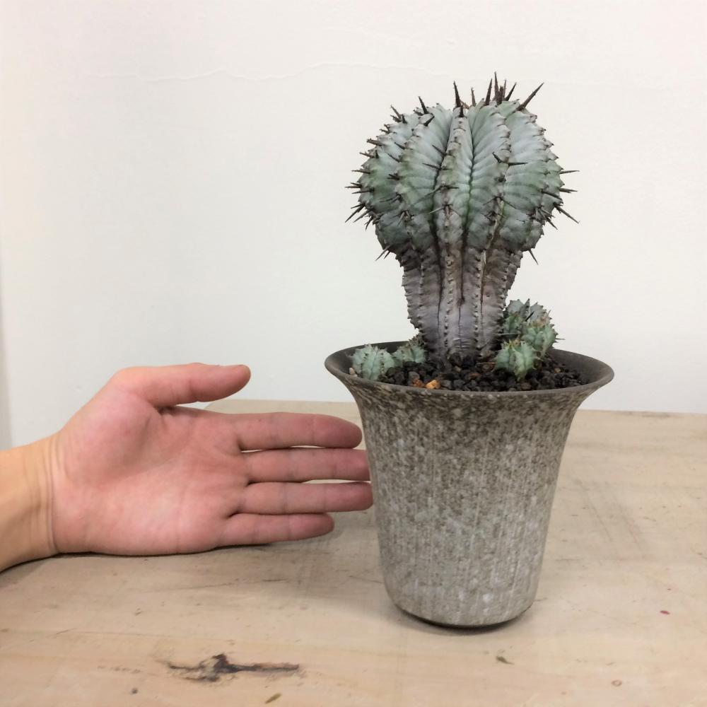 ユーフォルビアホリダ 金子アルバ 親株 極選抜 ユーフォルビアホリダ