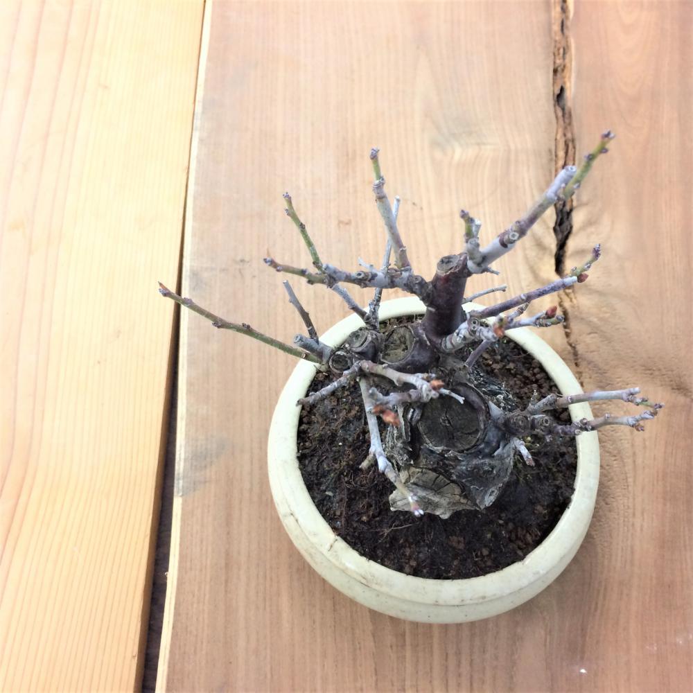 盆栽 野梅 -ヤバイ-/盆栽、多肉植物、塊根植物、観葉植物通販/KIDORI