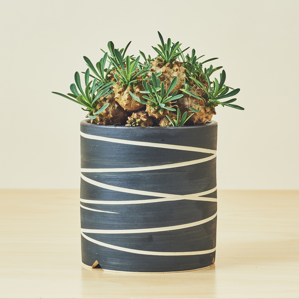 ユーフォルビア・峨眉山（ガビザン） / 盆栽、多肉植物、塊根植物