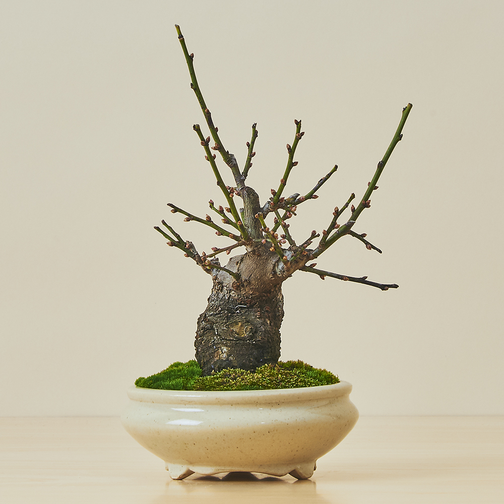 野梅（ヤバイ） / 盆栽、多肉植物、塊根植物、観葉植物通販/KIDORI