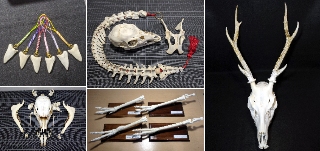 鹿の骨格標本出品してます | 気まぐれハンター日記