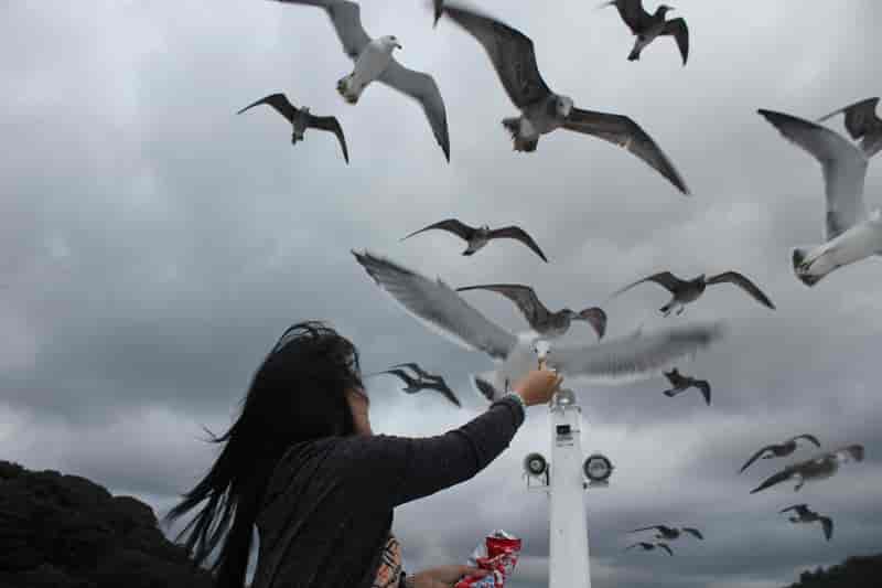伊根湾めぐり遊覧船～無数のカモメと戯れる【アクセス・駐車場
