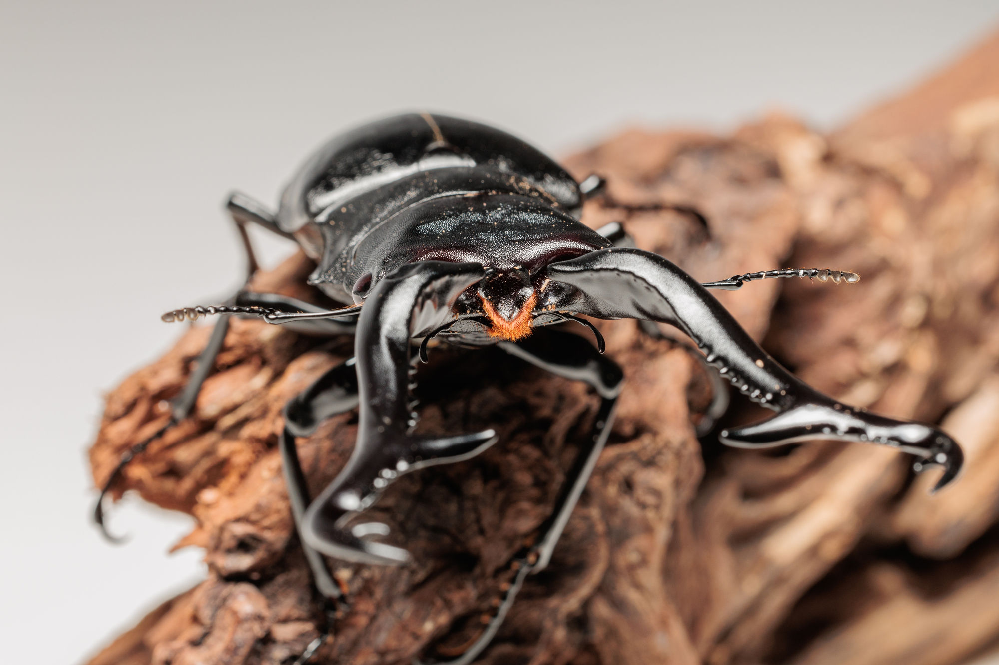 節足動物【ギラファノコギリクワガタ】を英語で紹介！長く特徴的な大