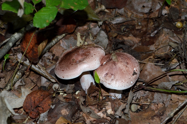 サクラシメジ | きのこ図鑑