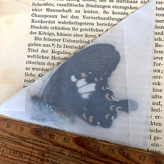 アゲハ蝶の標本 – きらら舎