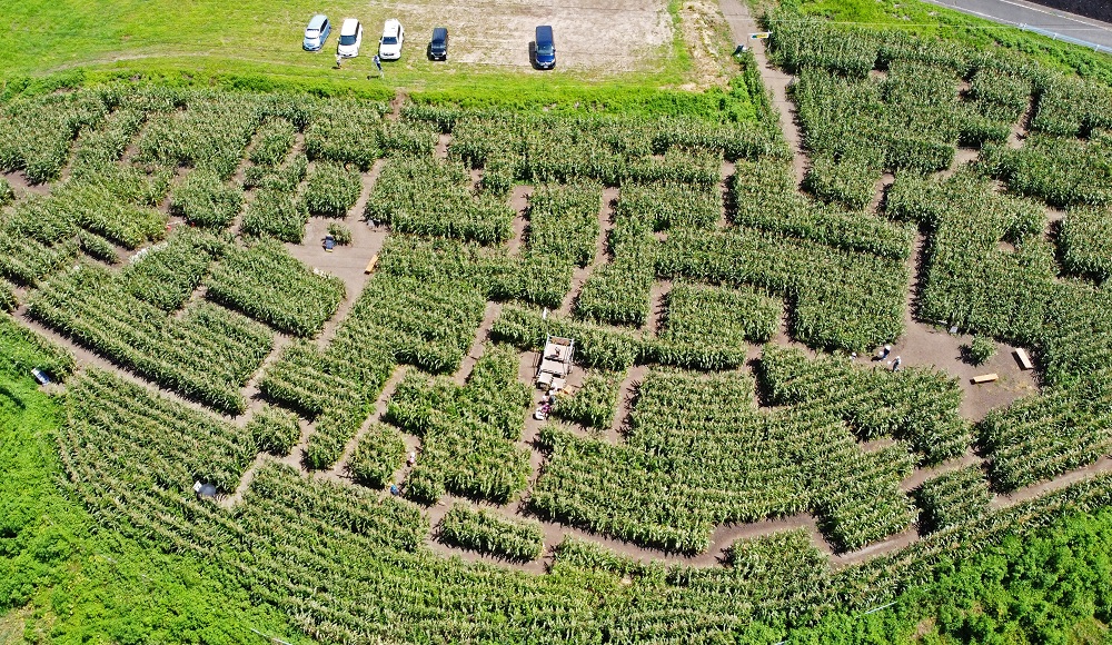 3メートルの壁 トウモロコシ迷路 昭和 | きたかんナビ