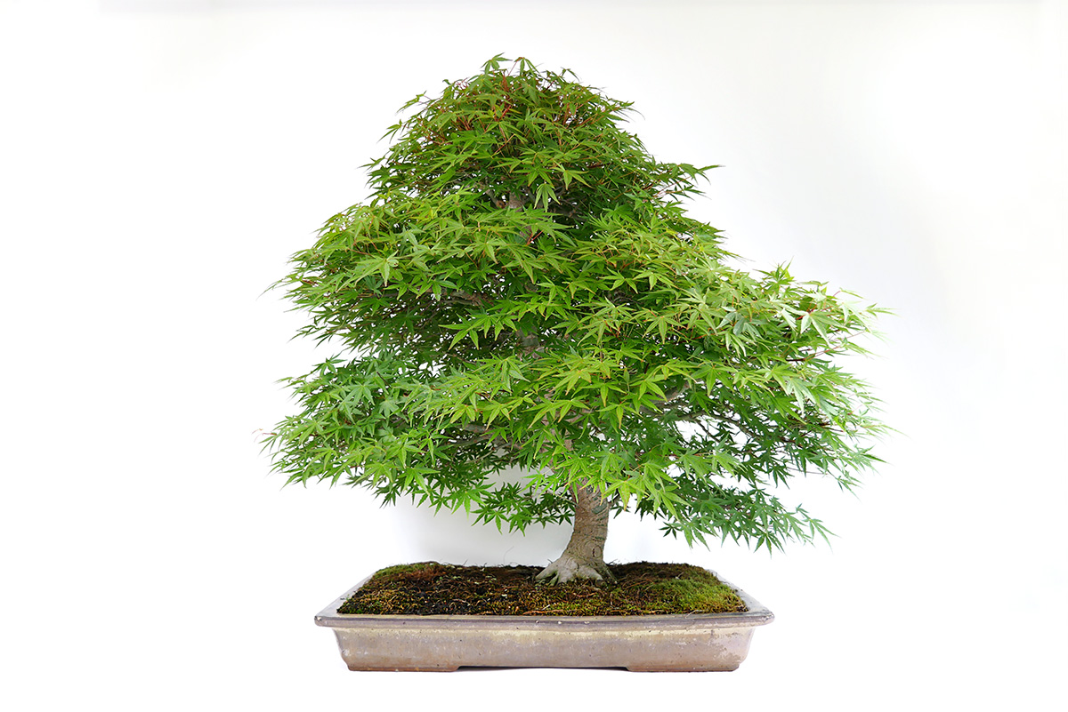 2506-0704 | 北関東盆栽組合