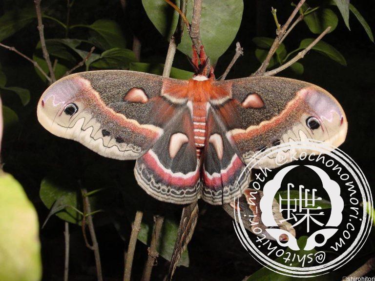 moth-1596901_1280-min-768x576.