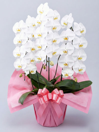 胡蝶蘭大輪(白)3本立 華(はな)｜胡蝶蘭通販のベイサイドフラワー