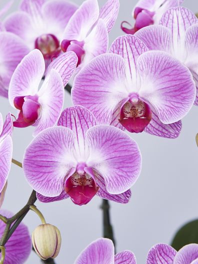 ヴィーナスポット ミディ胡蝶蘭ピンク5本立｜胡蝶蘭通販のベイサイド