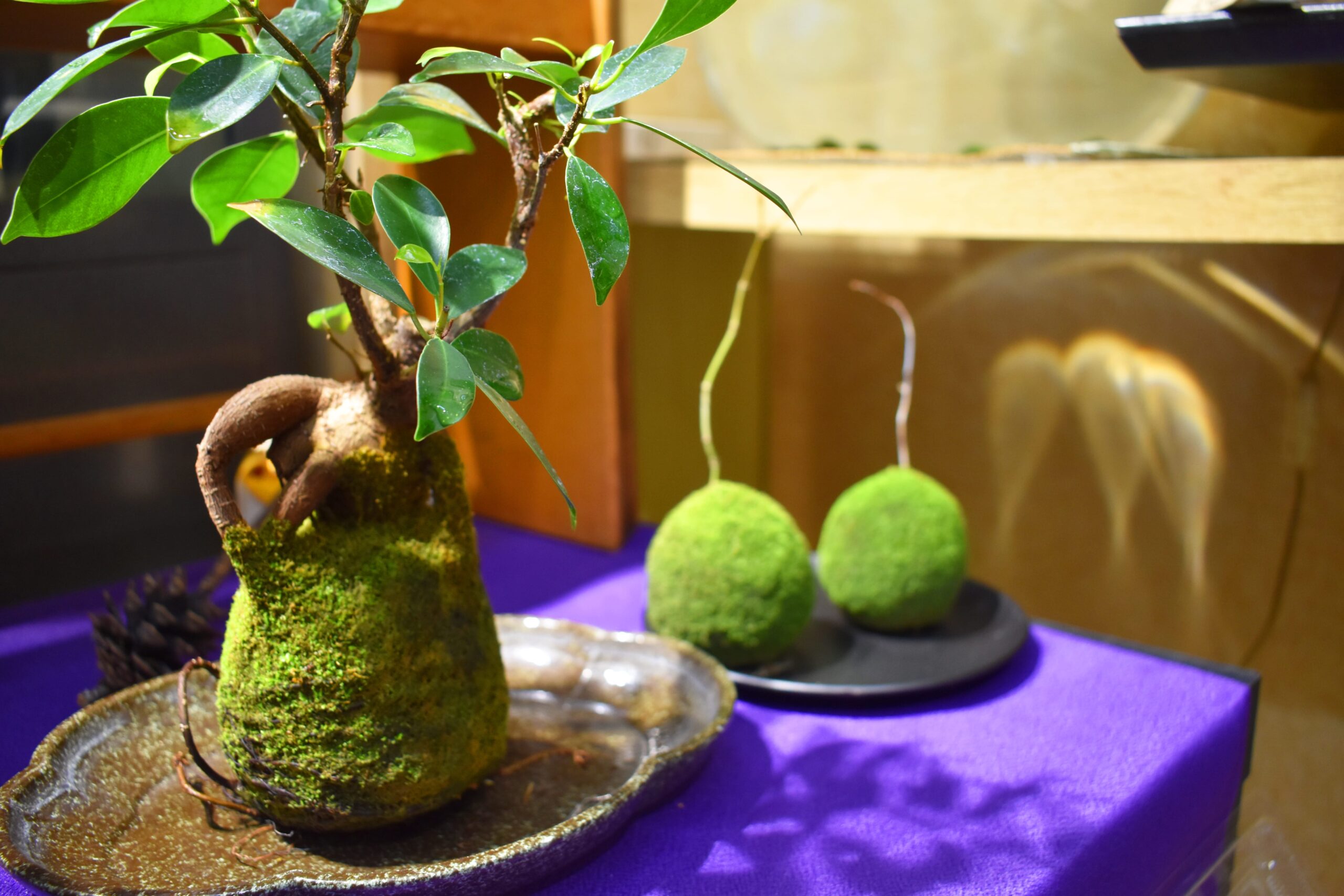 苔なっこ | 上質で彩り豊かな苔の作品をお届けします。