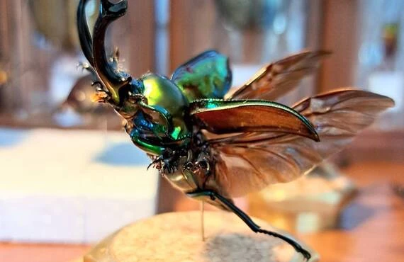 立体昆虫ワールドを体験しよう！ヘラクレスオオカブトやニジイロ