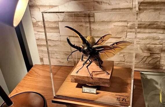 わ*木様 ウエストウッディオオシカクワガタ 標本 ラグジュアリー 昆虫