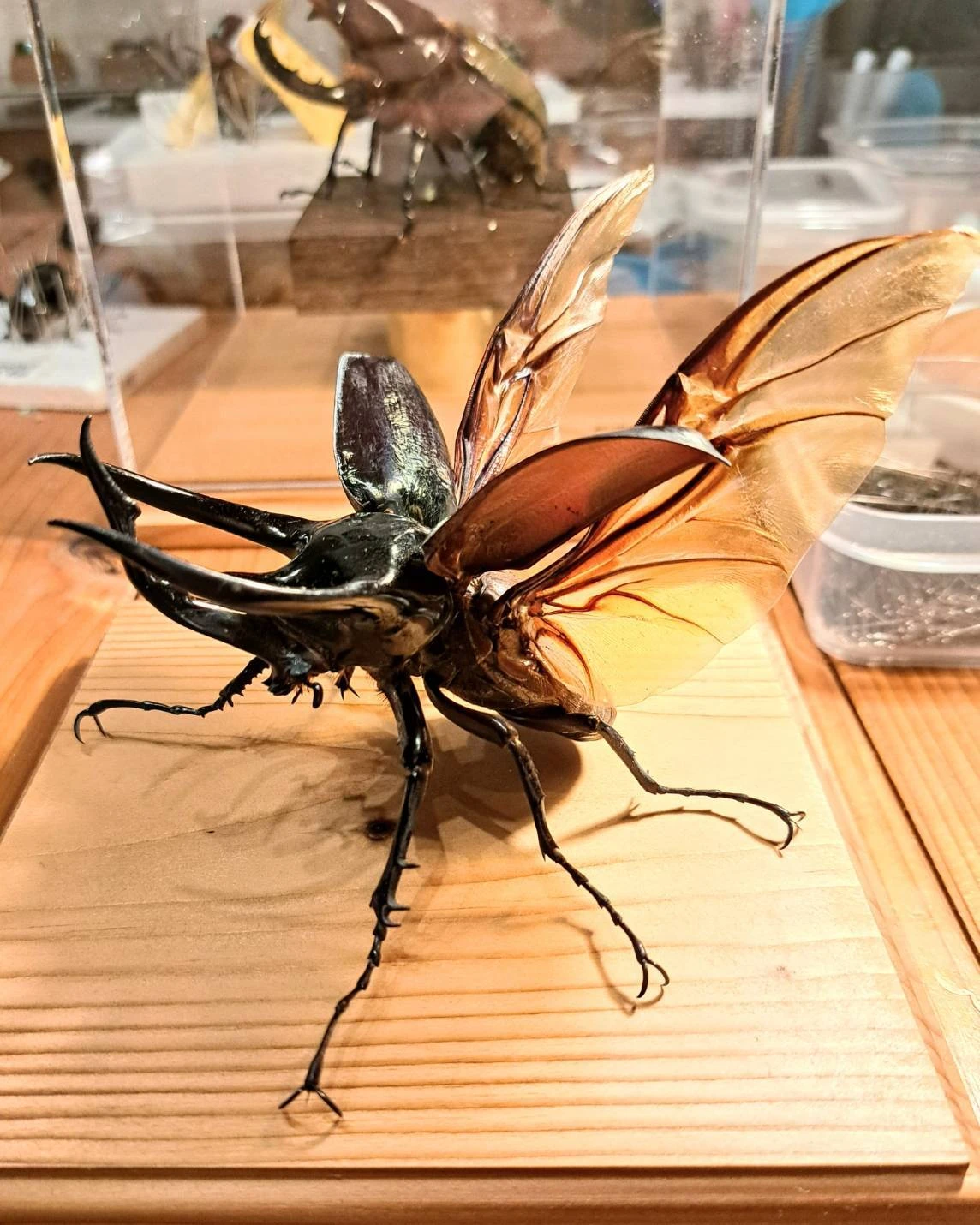 大人気コーカサスオオカブトの魅力 飛翔標本づくりができるお店；苔丸