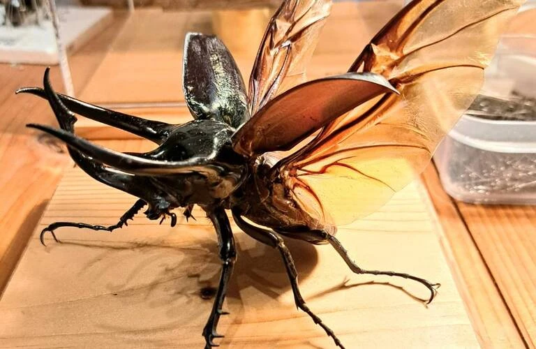 大人気コーカサスオオカブトの魅力 飛翔標本づくりができるお店；苔丸