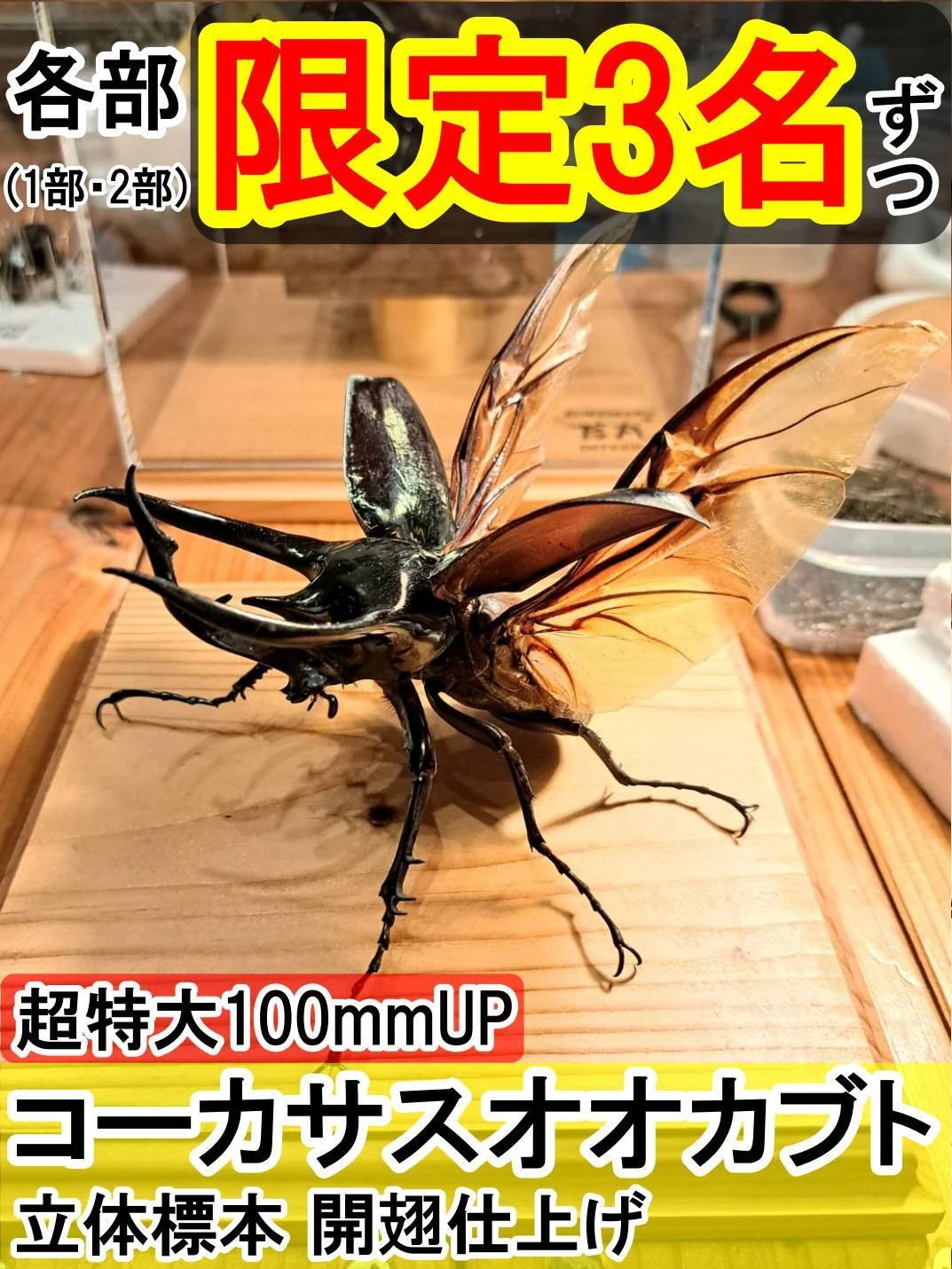 東京吉祥寺 小人数限定コーカサスオオカブト標本づくり教室 2025.03.29