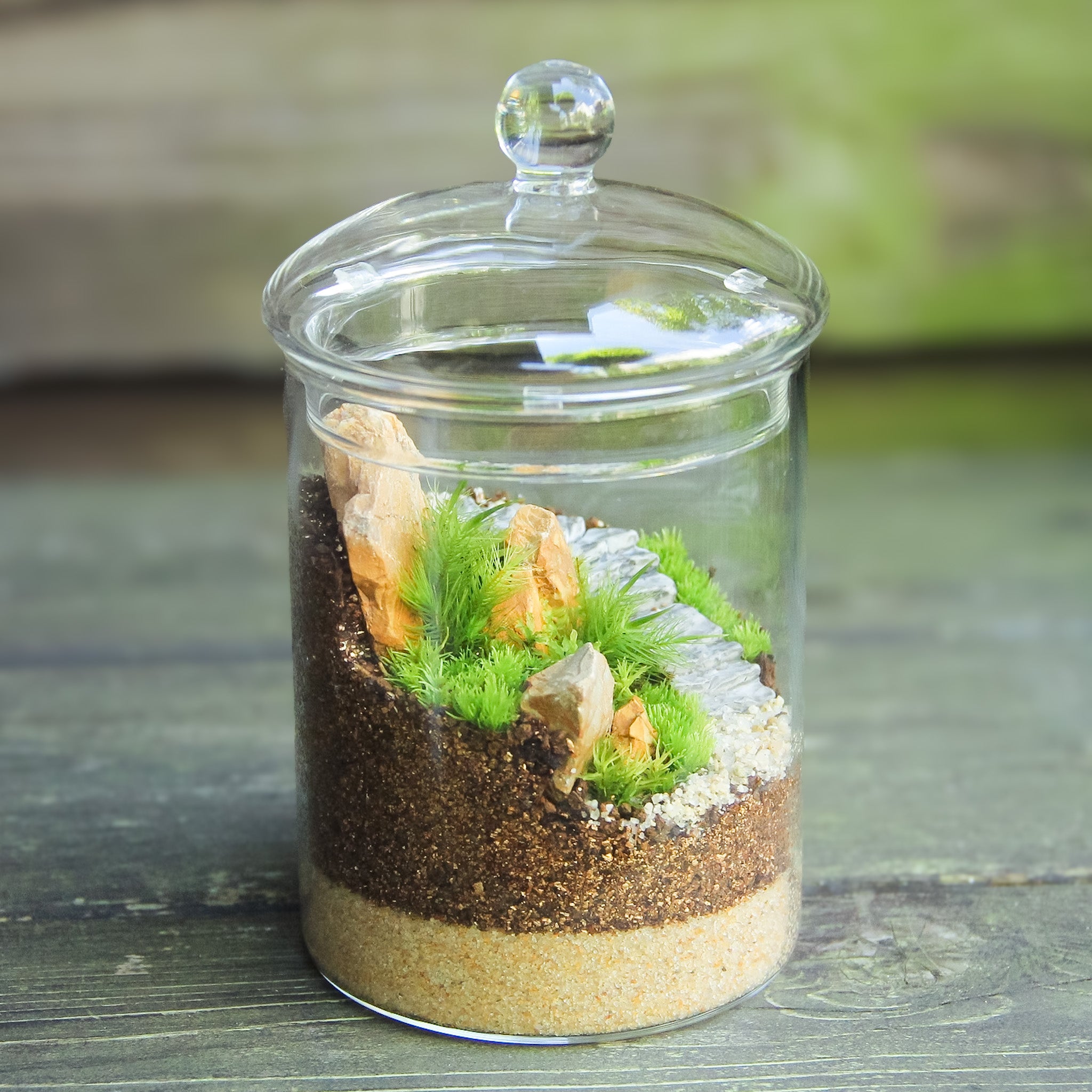 牡鹿_苔の箱庭 キャニスターL《苔テラリウム・コケリウム》 – 苔むすび