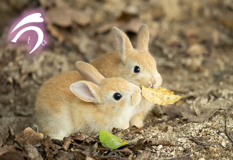 行けなかった3か月半での変化 ≪大久野島のうさぎさん≫ – ココロの