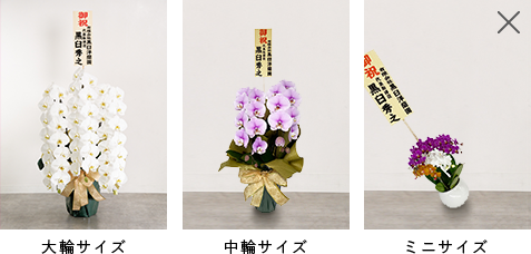 胡蝶蘭 白 蘭5本立ち70輪程度 生花｜お祝いギフトなら胡蝶蘭専門店