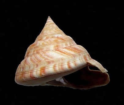 ベニオキナエビスガイ(べにおきなえびすがい)とは？ 意味や使い方