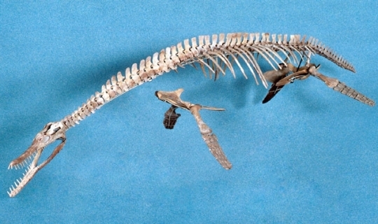 首長竜(クビナガリュウ)とは？ 意味や使い方 - コトバンク