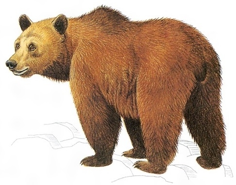 ヒグマとは？ 意味や使い方 - コトバンク