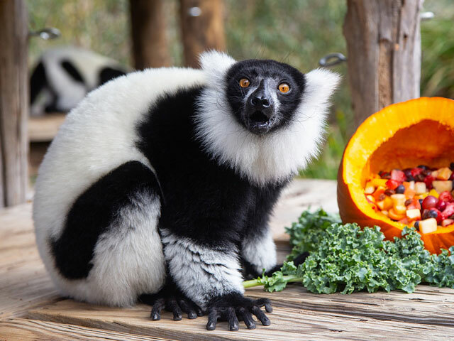 狐猿(キツネザル)とは？ 意味や使い方 - コトバンク