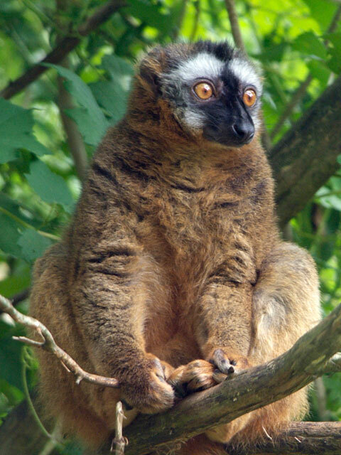 狐猿(キツネザル)とは？ 意味や使い方 - コトバンク