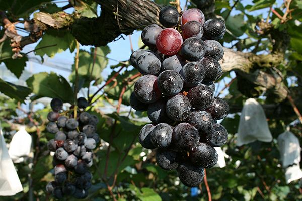深山ぶどう(みやまぶどう) 720ml | 丹波酒蔵直送 小鼓 ドットコム