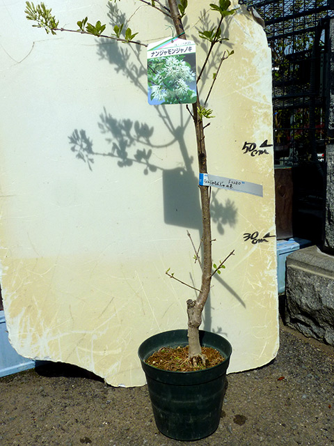 ヒトツバタゴ【なんじゃもんじゃ】鉢入り