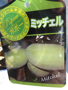 ポポー ミッチェル （接ぎ木・鉢入り）