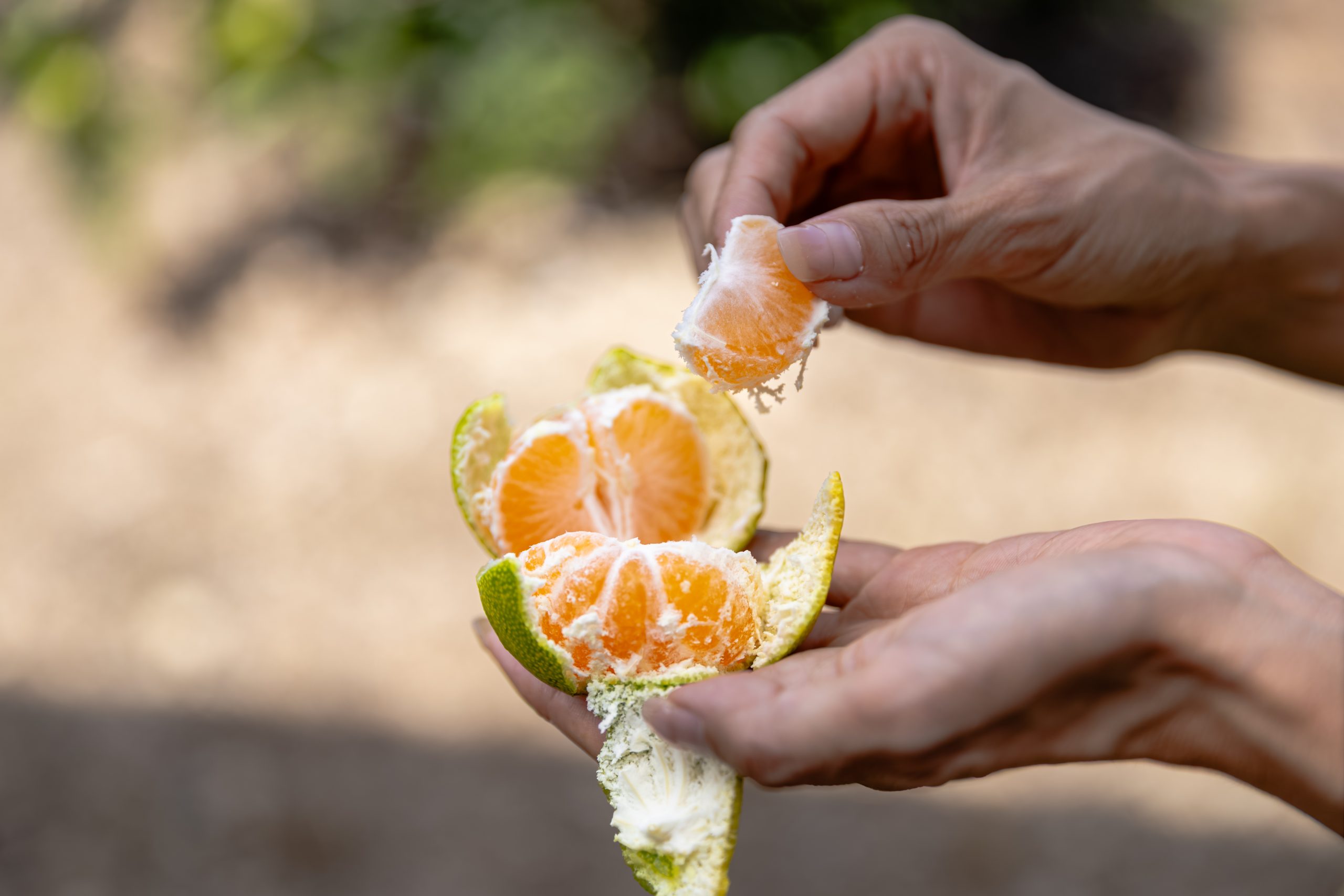 みかんのおいしい熊野古道のまち三重県紀北町で秋だけのお楽しみ