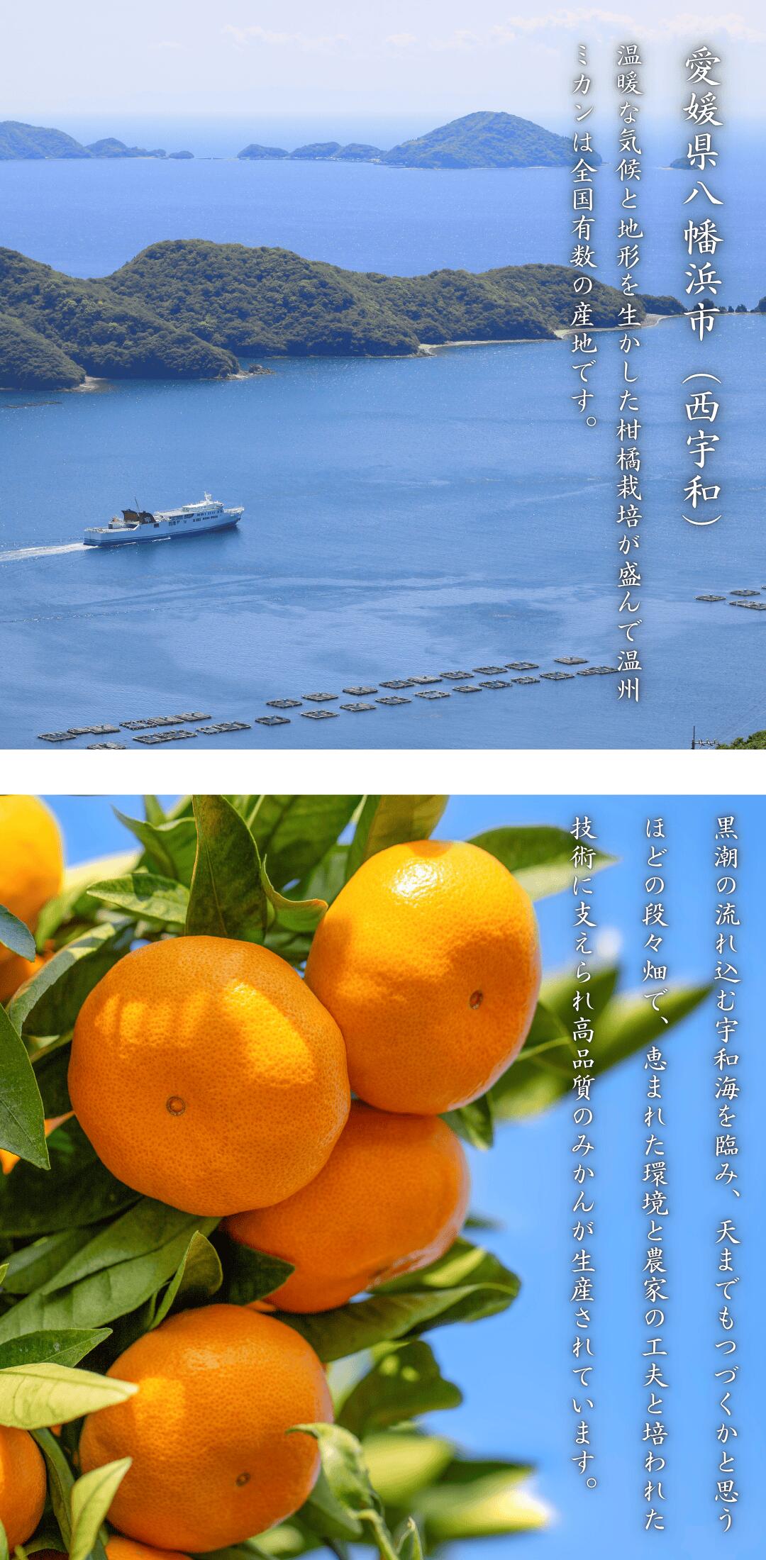 愛媛オリジナル品種の希少柑橘・甘平をお値打ち価格で販売中【訳あり10kg】